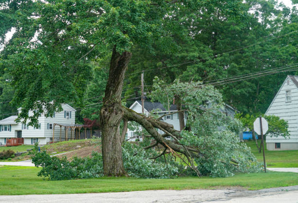 Best Commercial Tree Services  in Elkhart, TX