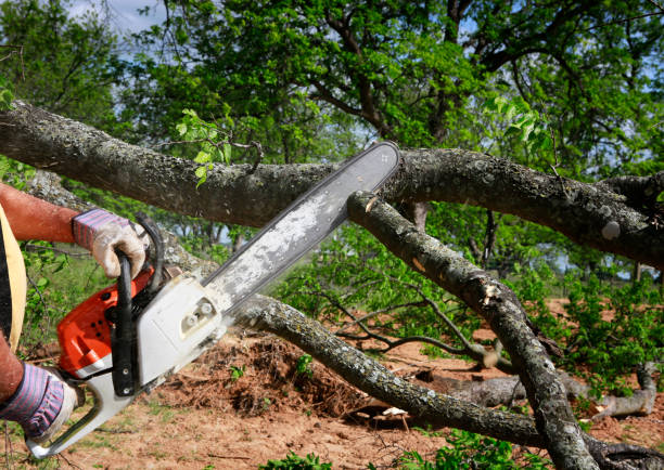 Reliable Elkhart, TX Tree Services Solutions